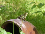FZ008315 Marsh frog (Pelophylax ridibundus) on pipe.jpg